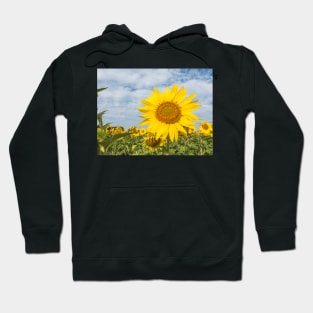 Golden sunflower flowers Hoodie